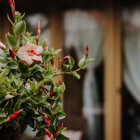 Homestay Nad Potokiem